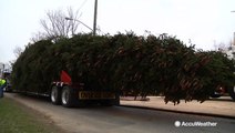 That's one heck of a Christmas tree