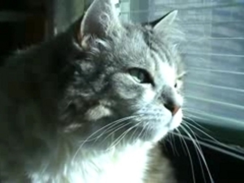 Main Coon Minette