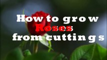 Best Way to Grow Roses from Cuttings without Rooting Hormone