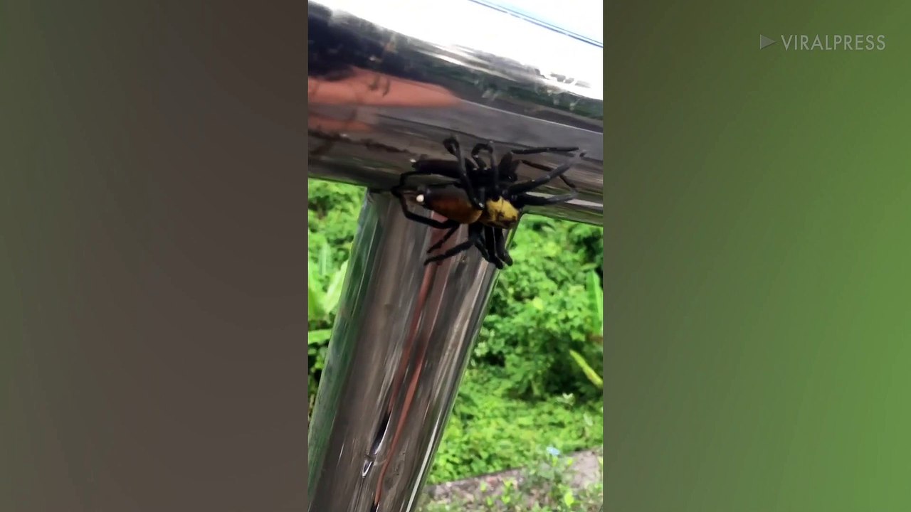 Huntsman Spider Crawls Across Hotel Balcony