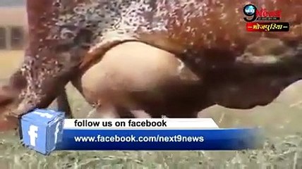 Video: ये गाय एक दिन में 100 लिटर दूध देती है