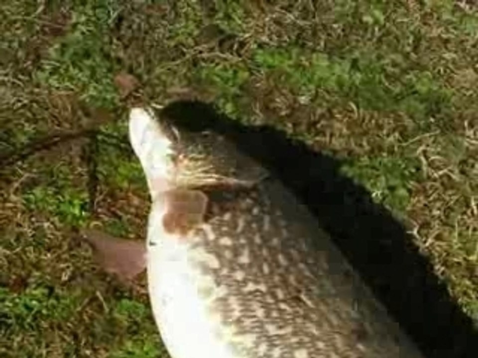 Brochet marandan