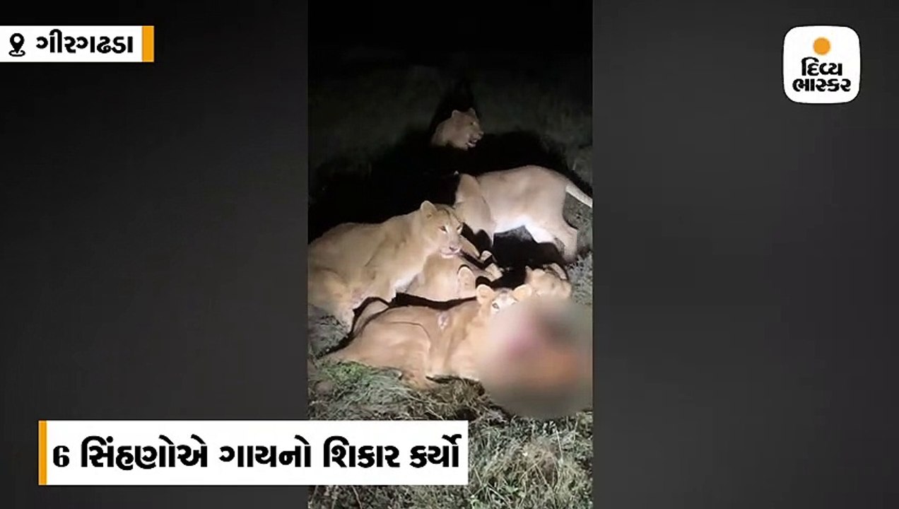 ગીરગઢડામાં વાડી વિસ્તારમાં 6 સિંહોએ ગાયનો શિકાર...