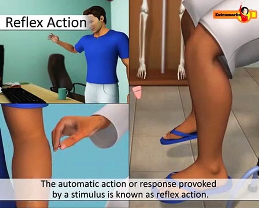 NCERT CBSE Class 6 Video Solution of Stimuli & Reflex Action Concept
