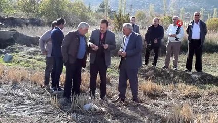 Tosya Pirincinin coğrafi işaret denetimleri başladı