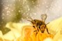 Rüyada arı görmek nedir? Rüyada arı sokması ne anlama gelir?
