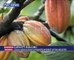 Cocoa growers aim to increase production within the value chain