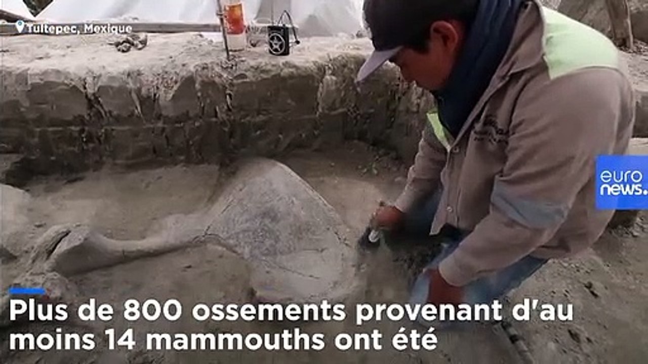 Une dizaine de mammouths "piégés" par l'Homme découverts au Mexique