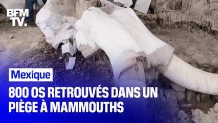 Au Mexique, 800 os ont été retrouvés dans un piège à mammouths
