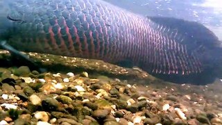 Big fish Arapaima Gigas & Alligator Gar