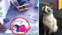 Kucing selamatkan majikan kecilnya yang nyaris jatuh dari tangga - TomoNews