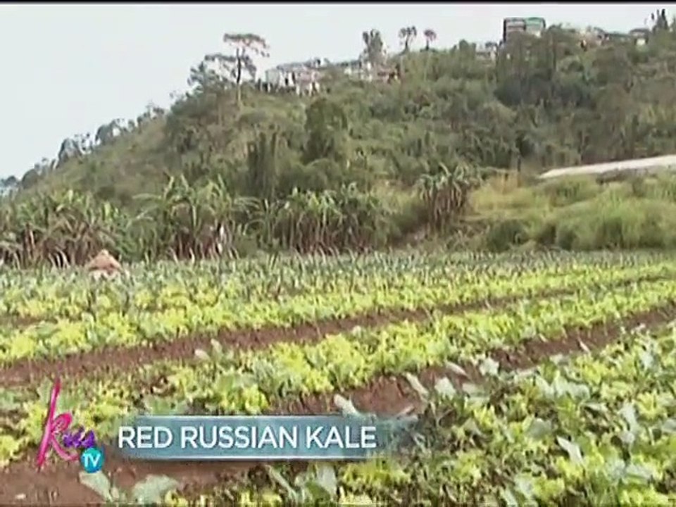 Kris tours Jefferson's farm