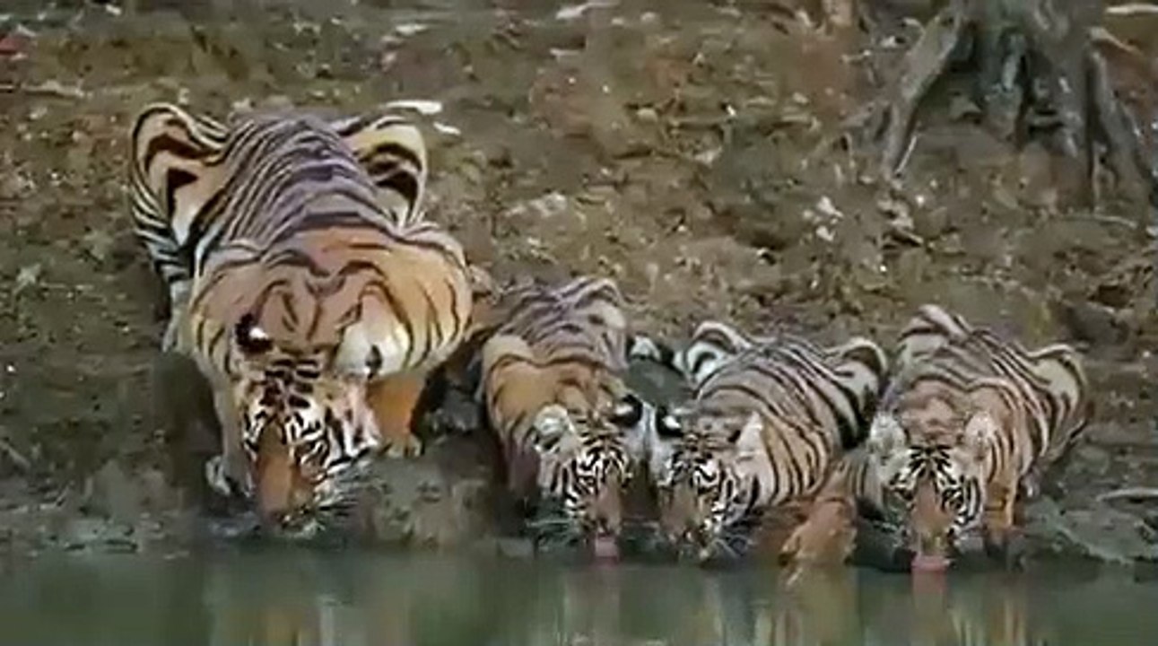 Une vidéo montrant une famille de tigre boit de l'eau dans la réserve de tigres de Pench