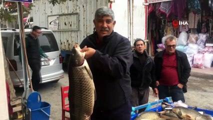 Hamzadere’den gelen derya kuzuları ilgi odağı oldu