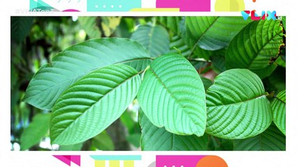 Guru Wanita Cabul, Narkoba Kratom dan Partai Gelora