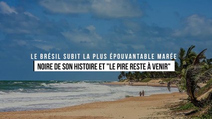 Le Brésil subit la plus épouvantable marée noire de son histoire et "le pire reste à venir"