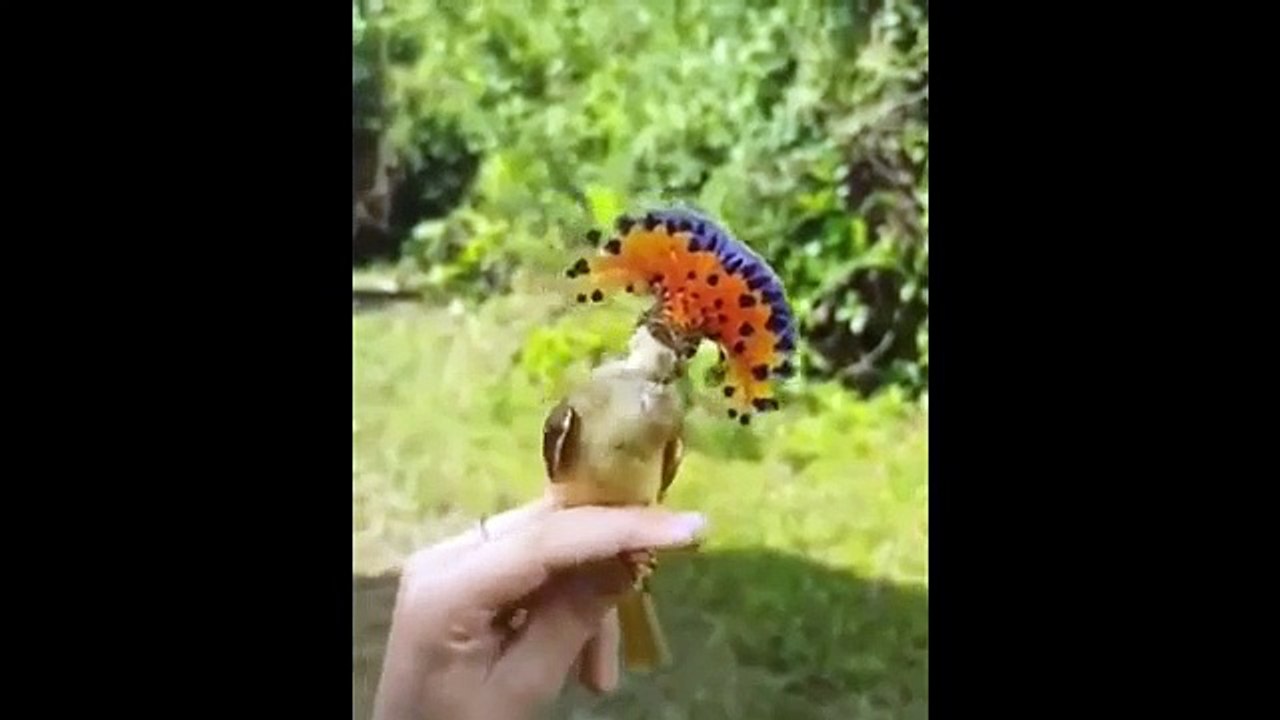 Cute animals