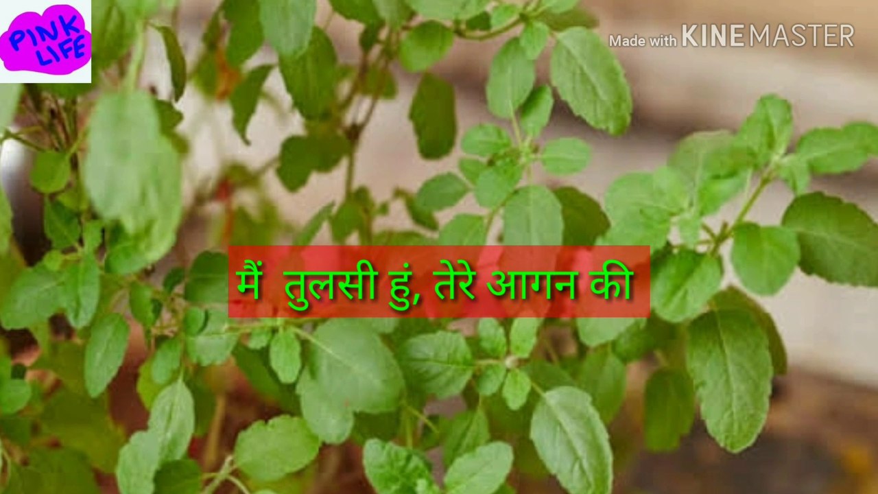 मै तुलसी हूँ|
