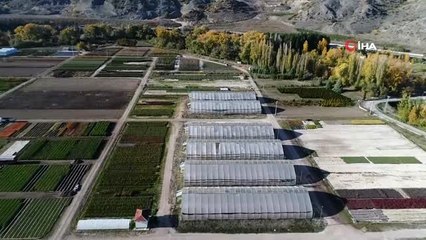 Türkiye'nin en büyük fidanlığından 40 şehre fidan