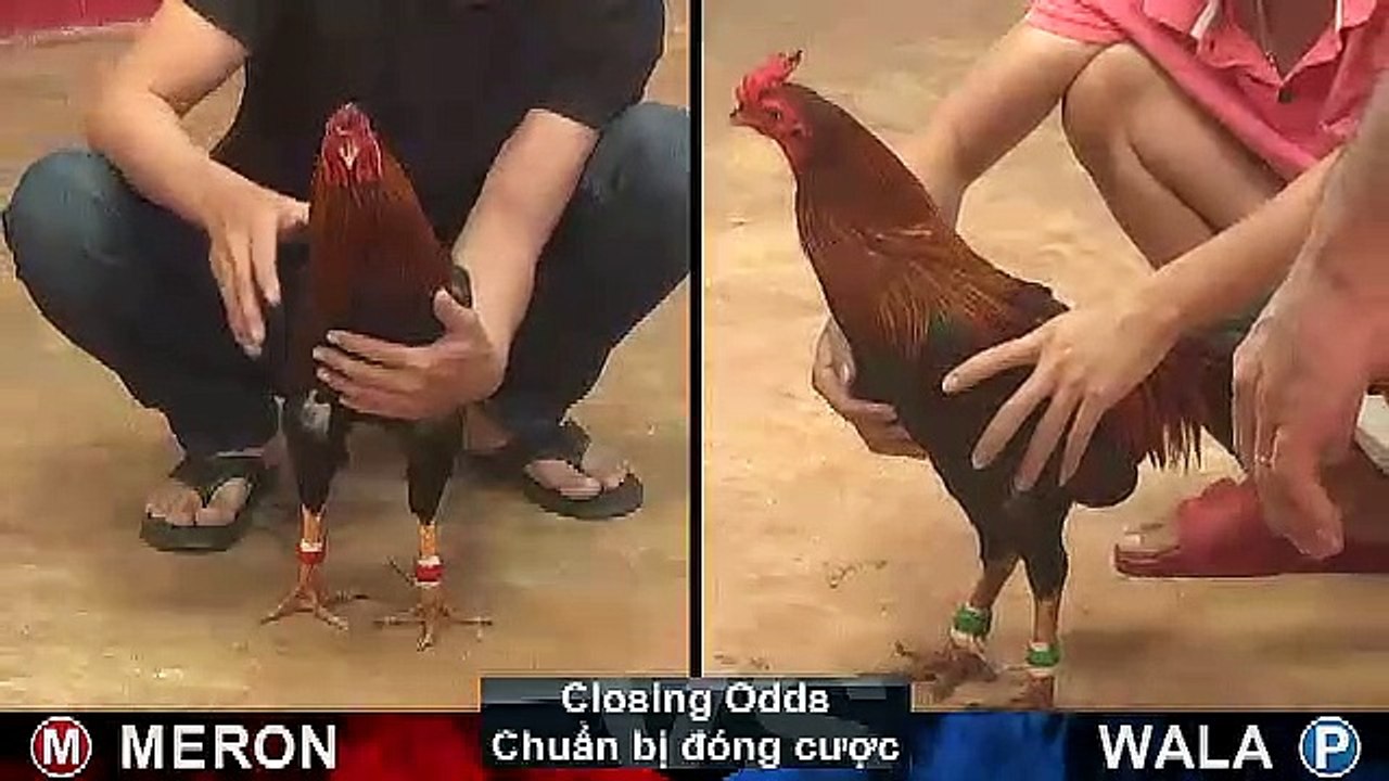 Video đá gà cựa sắt campuchia ngày 08/11/2019 - Video 4
