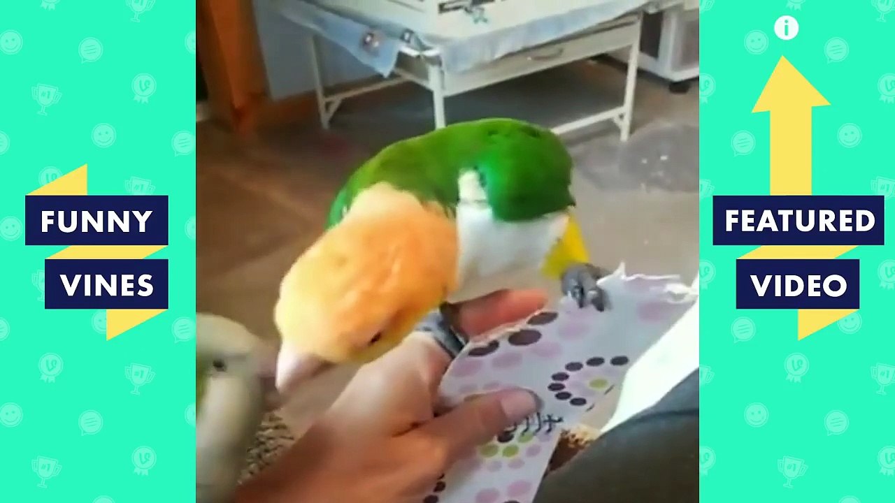 TRY NOT TO LAUGH - Funniest ANIMAL & PETS Compilation | Funny Vines August 2018