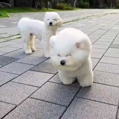 Puppy struggling with the wind