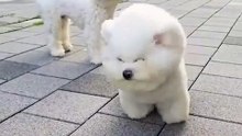 Puppy struggling with the wind