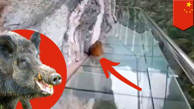 Wild boar frozen in fear on a Chinese glass walkway