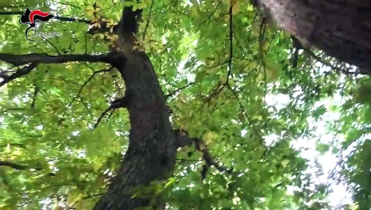 Autunno, tempo di funghi. I consigli dei Carabinieri