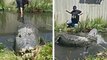 Il s'amuse à tirer la queue d'un alligator
