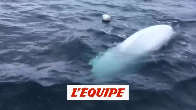 Un béluga amateur de ballon ovale - Rugby - WTF