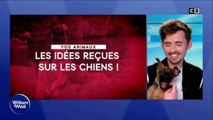 Idées reçues sur les chiens !