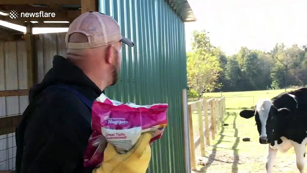 Donkey on Texas farm gets jealous of other animals stealing all the attention