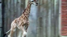 Watch: Endangered baby giraffe makes public debut