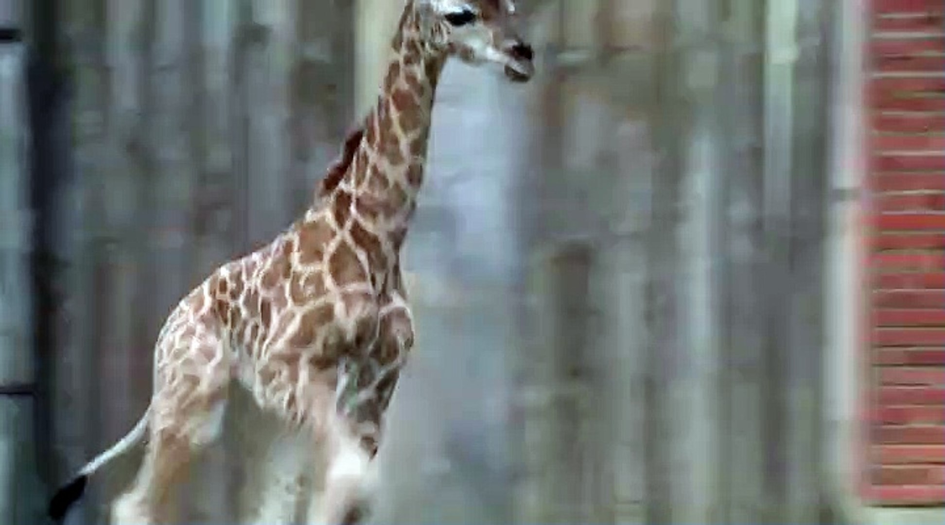 ⁣Watch: Endangered baby giraffe makes public debut