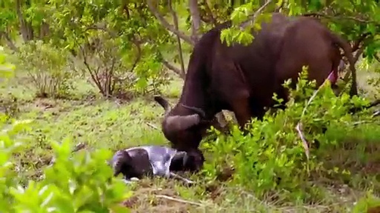 Best Moment Animals Fight Powerful Buffalo vs Elephant   Elephant Stab And Kill Baby Buffalo