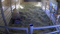 Miracle Rhino Calf - Edward's Journey from Scientific Uncertainty Into Our Hearts