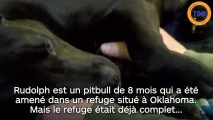 Un chiot défie tous les pronostics d'un vétérinaire qui n'en revient pas !