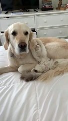 Cat Plays with Patient Pooch