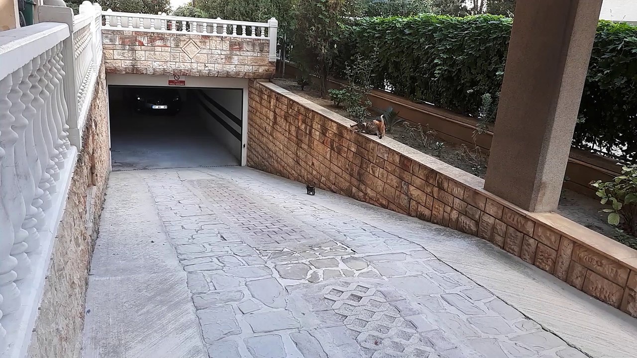 Mama Cat Decides it's Time to Go