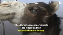 Botoxed Camels Banned From Saudi Beauty Contest