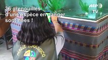 Pérou: 36 grenouilles d'une espèce en danger sont nées en captivité