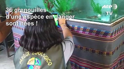 Pérou: 36 grenouilles d'une espèce en danger sont nées en captivité