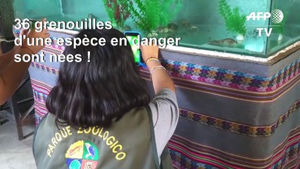 Pérou: 36 grenouilles d'une espèce en danger sont nées en captivité