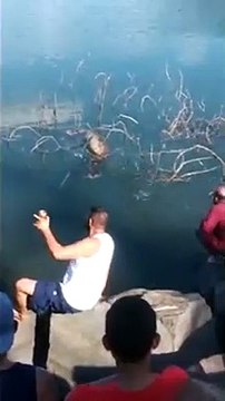 Ce serpent de 5m nage avec un animal dans le ventre ! Anaconda