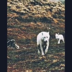 Semih Tufan Gülaltay