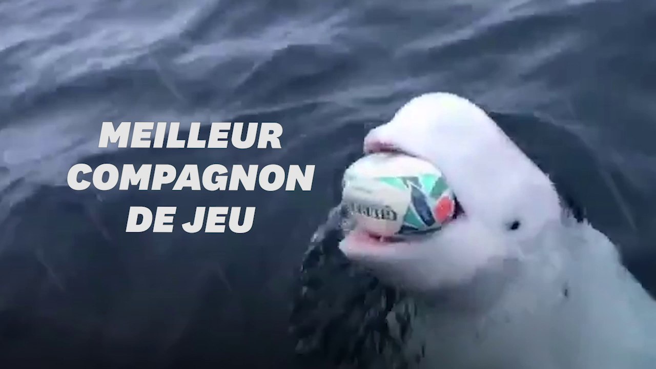 Ce béluga n'a rien à envier aux Sud-Africains champions du monde de rugby