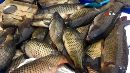 Hamzadere'den gelen sazanlar ilgi odağı oldu