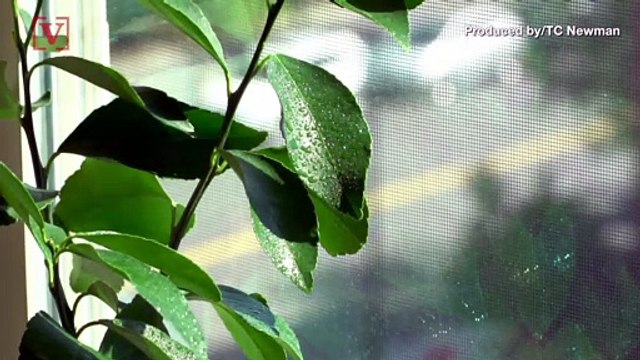 No, Your Houseplants Do Not Improve The Air in Your Home