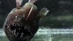 Ce poisson préhistorique est terrifiant : Anglerfish
